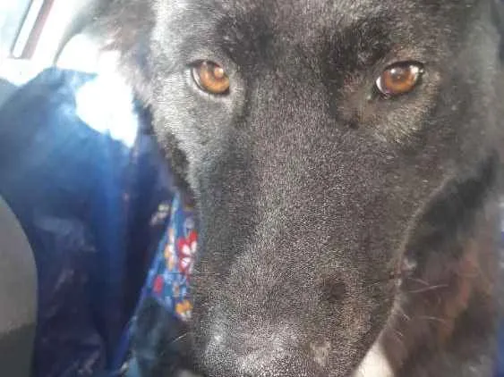 Cachorro ra a SRD (mas parece Boder Collie) idade 2 anos nome FRAN