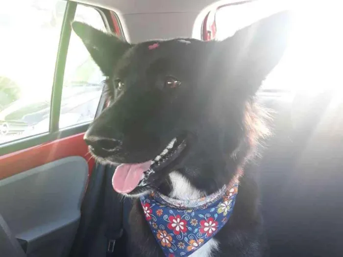 Cachorro ra a SRD (mas parece Boder Collie) idade 2 anos nome FRAN