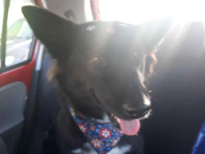 Cachorro ra a SRD (mas parece Boder Collie) idade 2 anos nome FRAN