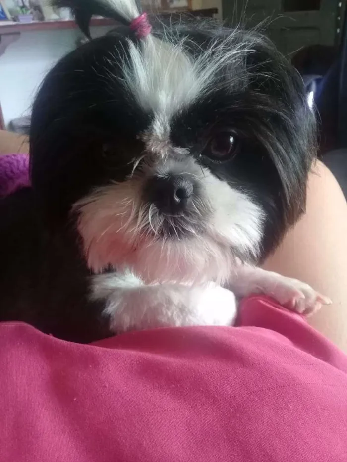 Cachorro ra a Shitos idade 2 anos nome Sukinha