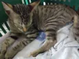 Gatinhos para Adoção