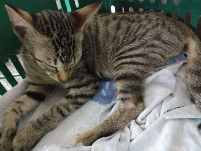 Gato raça  idade 2 a 6 meses nome Gatinhos para Adoção