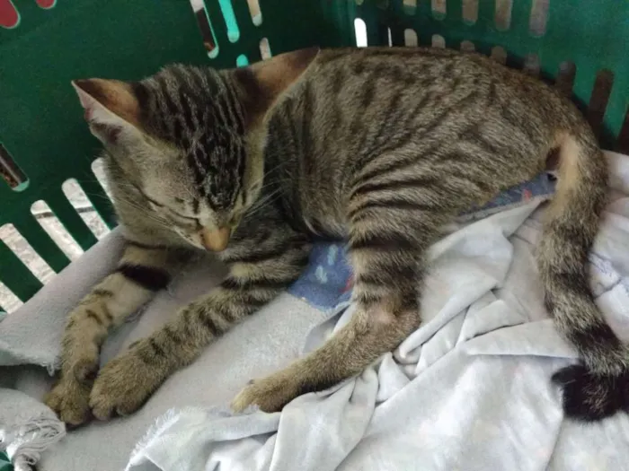 Gato raça  idade 2 a 6 meses nome Gatinhos para Adoção