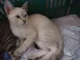 Gatinhos para Adoção