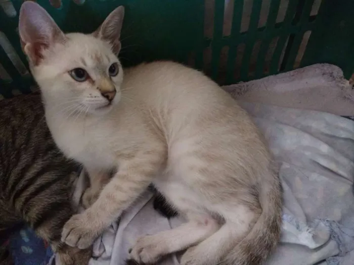 Gato raça  idade 2 a 6 meses nome Gatinhos para Adoção