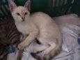 Gatinhos para Adoção
