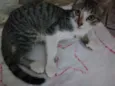 Gatinhos para Adoção