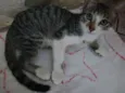 Gatinhos para Adoção