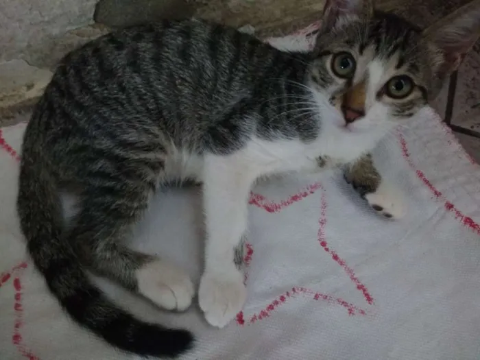 Gato raça  idade 2 a 6 meses nome Gatinhos para Adoção