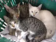 Gatinhos para Adoção