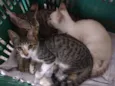 Gatinhos para Adoção