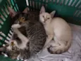 Gatinhos para Adoção