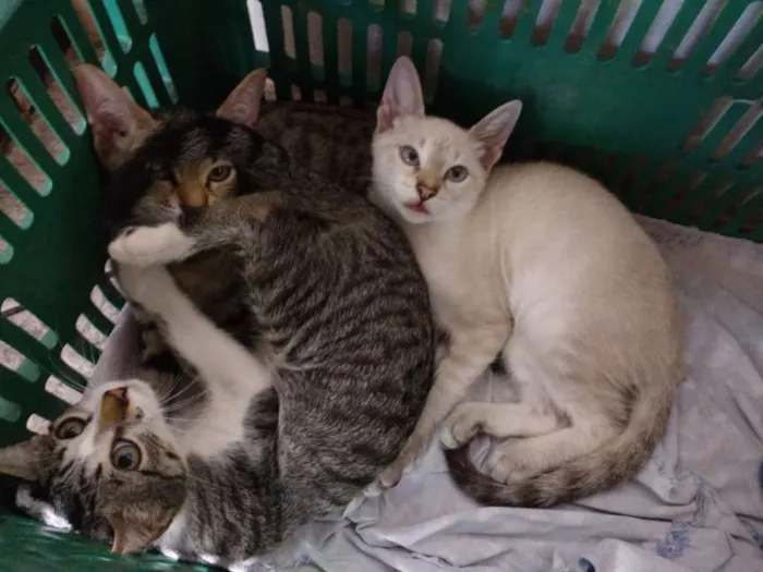 Gato raça  idade 2 a 6 meses nome Gatinhos para Adoção