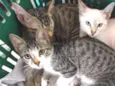 Gatinhos para Adoção
