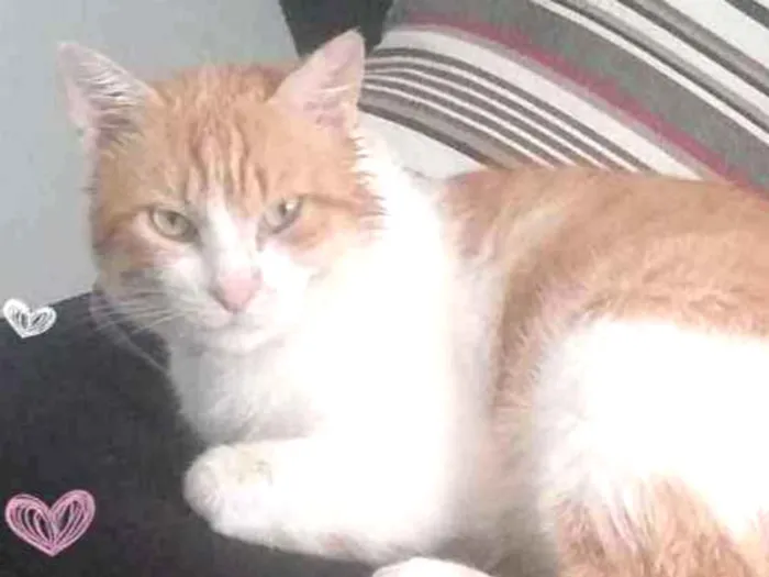 Gato raça Srd idade 3 anos nome Fred