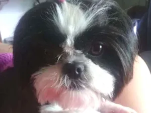 Cachorro raça Shitos idade 2 anos nome Sukinha
