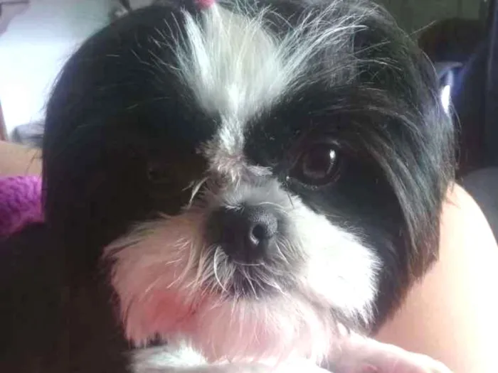 Cachorro ra a Shitos idade 2 anos nome Sukinha