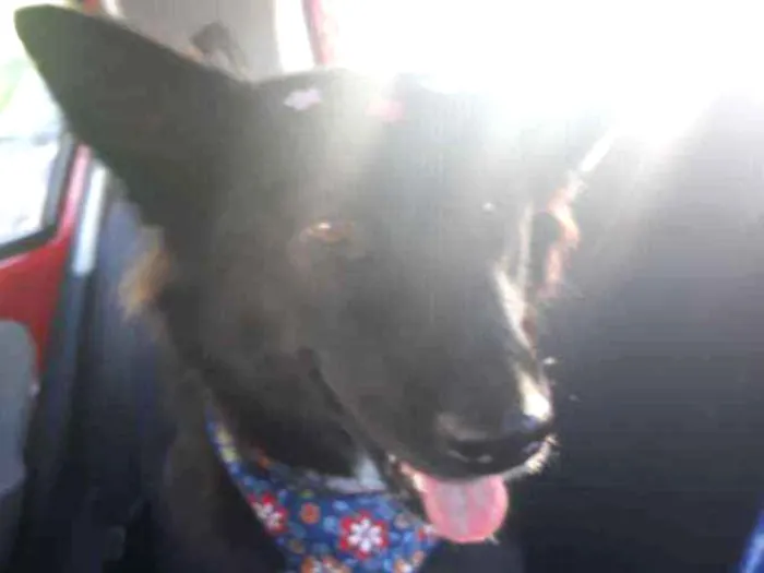 Cachorro ra a SRD (mas parece Boder Collie) idade 2 anos nome FRAN