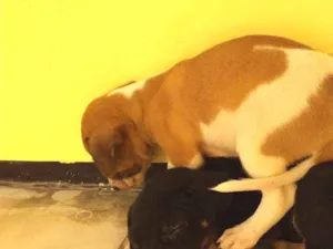 Cachorro raça  idade Abaixo de 2 meses nome Sem nome