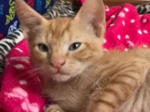 Gato raça SRD idade 2 a 6 meses nome Erik