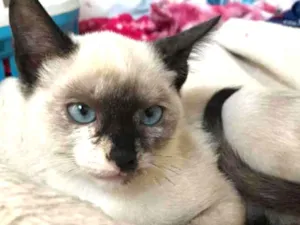 Gato raça SRD idade 2 a 6 meses nome Erin