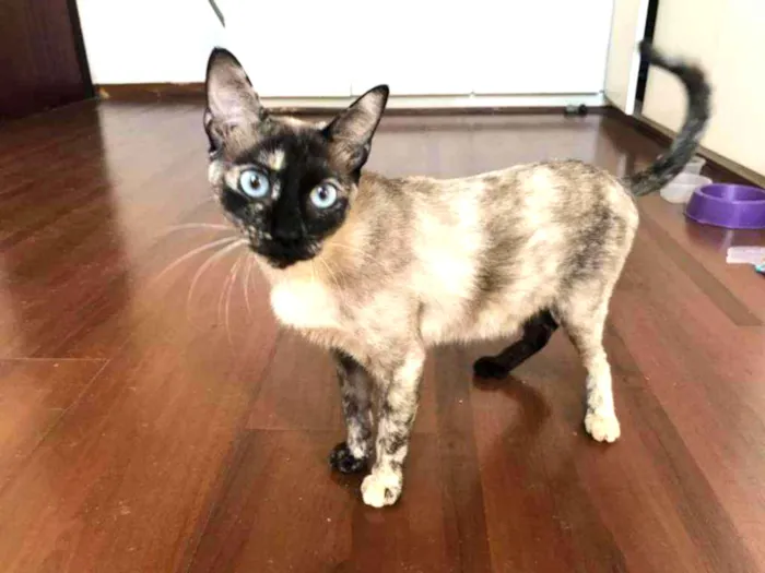 Gato raça SRD idade 1 ano nome Enamorada