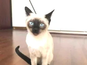 Gato raça SRD idade 2 a 6 meses nome Edward