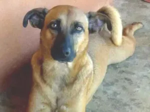 Cachorro raça SRD idade 3 anos nome Julie