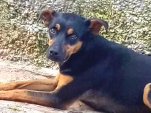 Cachorro raça SRD idade 3 anos nome Rossi