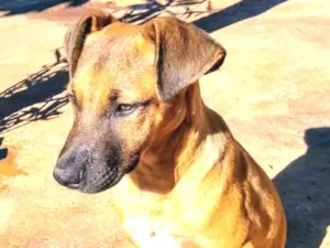 Cachorro raça SRD idade 2 a 6 meses nome João