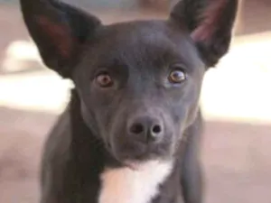Cachorro raça SRD idade 2 anos nome Lobinha