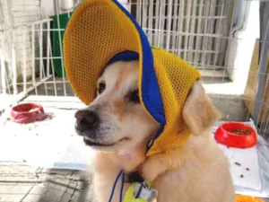 Cachorro raça SRD idade 3 anos nome Vitinho