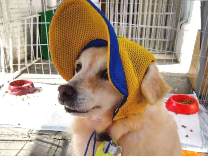 Cachorro ra a SRD idade 3 anos nome Vitinho
