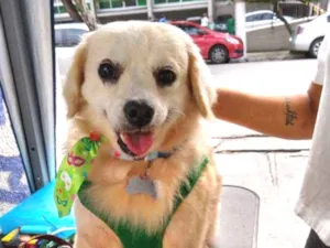 Cachorro raça SRD idade 6 ou mais anos nome Isac