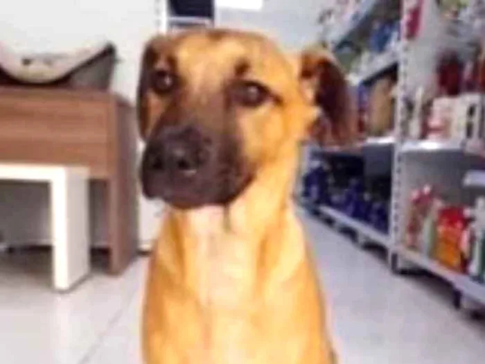Cachorro ra a SRD idade 2 a 6 meses nome Jhon