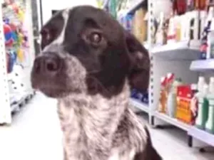 Cachorro raça SRD idade 2 a 6 meses nome Arya
