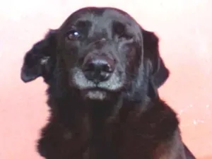 Cachorro raça SRD idade  nome Tripé