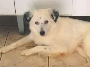 Cachorro raça Border Collie idade 2 anos nome Thor