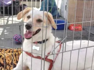 Cachorro raça SRD idade 2 anos nome João