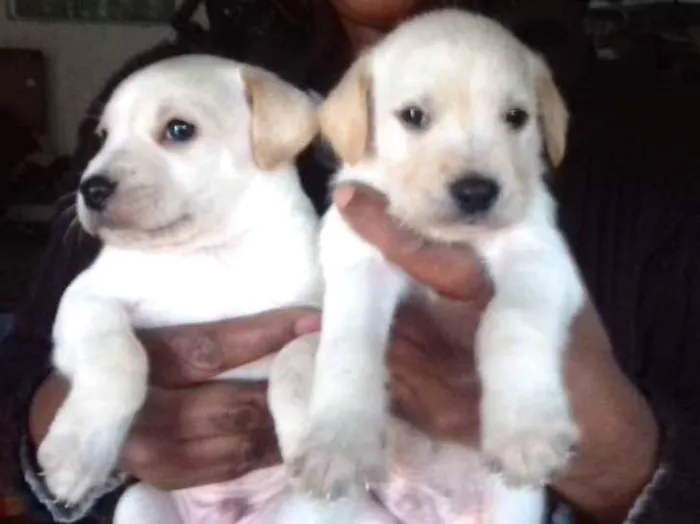 Cachorro ra a Srd idade Abaixo de 2 meses nome Tico