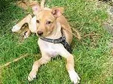 Cachorro raça Acho que é Vira Lata idade 2 a 6 meses nome Raulf