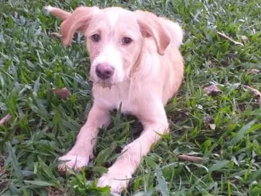 Cachorro ra a srd idade 2 a 6 meses nome lia e lord