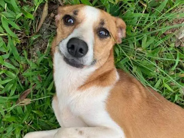 Cachorro ra a srd idade 2 anos nome Patati