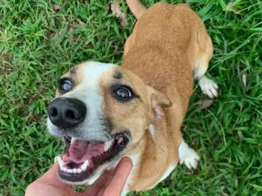 Cachorro ra a srd idade 2 anos nome Patati