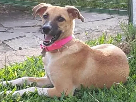 Cachorro ra a srd idade 7 a 11 meses nome Mel