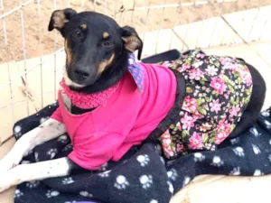 Cachorro raça Srd idade 7 a 11 meses nome Bia