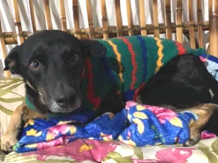 Cachorro ra a srd idade 3 anos nome Keko