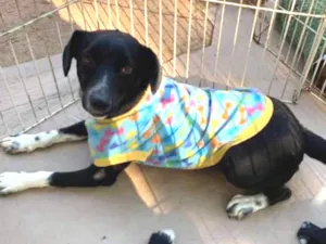 Cachorro raça SRD idade 7 a 11 meses nome Bob