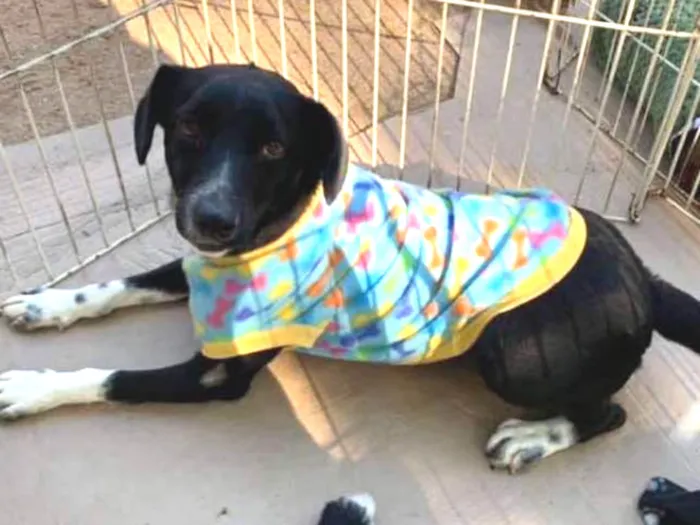 Cachorro ra a SRD idade 7 a 11 meses nome Bob