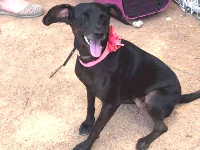 Cachorro ra a srd idade 2 anos nome Bombom